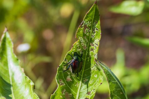 Invasive insects ravage the globe